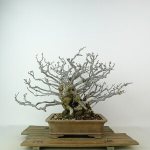 ~ ~ ~  20cm 傤΂ Chaenomeles japonica 'Chojubai' `EWoC o {P t Ϗܗp i i
