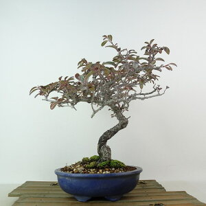 ~ RglAX^[  20cm Cotoneaster o RglAX^[ ΁` Ϗܗp i i 