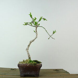 ~ ^|  17cm ܂ Euonymus sieboldianus }~ jVLM tLt Ϗܗp i i