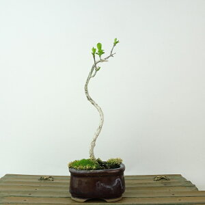 ~ ^|  16cm ܂ Euonymus sieboldianus }~ jVLM tLt Ϗܗp i i