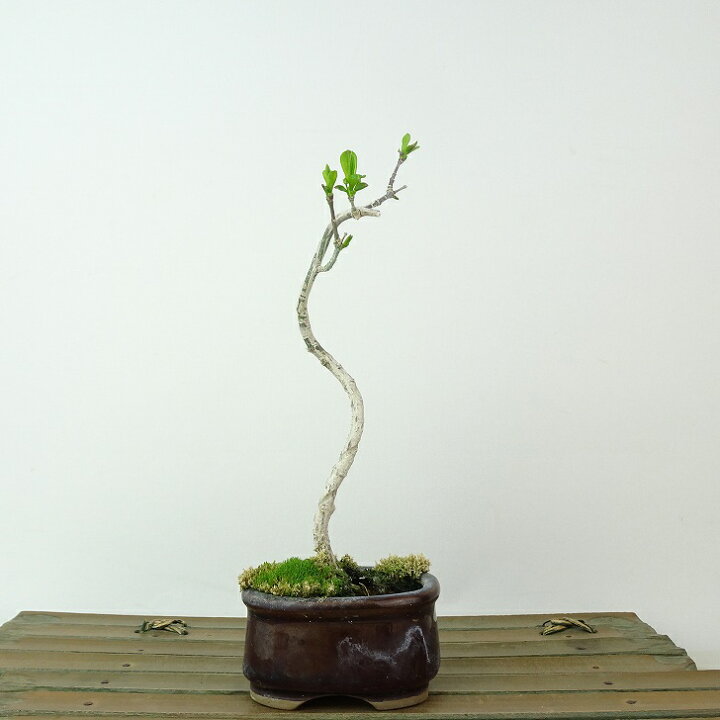 楽天市場】盆栽 真弓 樹高 約16cm まゆみ Euonymus sieboldianus 