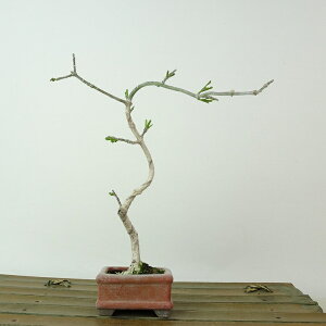 ~ ^|  14cm ܂ Euonymus sieboldianus }~ jVLM tLt Ϗܗp i i