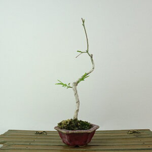 ~ ^|  17cm ܂ Euonymus sieboldianus }~ jVLM tLt Ϗܗp i i