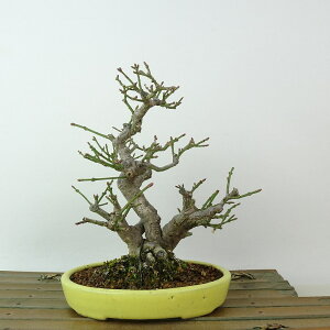 ~ ܂  16cm Euonymus alatus form ciliatodentatus R}~ jVLM tLt Ϗܗp i i