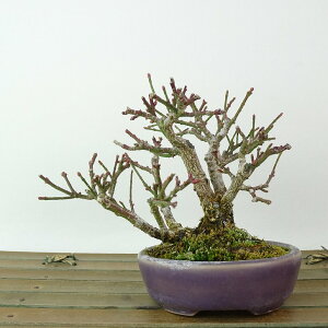 ~ ܂  9cm Euonymus alatus form ciliatodentatus R}~ jVLM tLt Ϗܗp i i