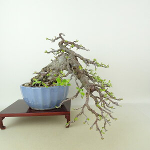 ~ Pь  ㉺ 23cm Ђ߂ Malus prunifolia qS R o S t Ϗܗp i
