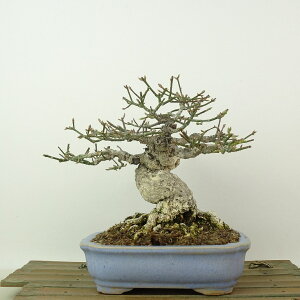 ~ ܂  15cm Euonymus alatus form ciliatodentatus R}~ jVLM tLt Ϗܗp i i