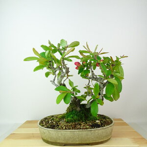 ~ ؉Z  24cm ڂ Chaenomeles speciosa {P o sN F {P t Ϗܗp i 