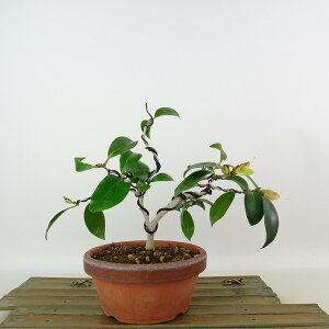 ~  ̏  14cm ΂ Camellia japonica coL coL Ύ Ϗܗp i i 