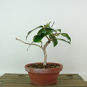 ~  ̏  15cm ΂ Camellia japonica coL coL Ύ Ϗܗp i i 