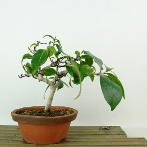 ~  ̏  14cm ΂ Camellia japonica coL coL Ύ Ϗܗp i i 