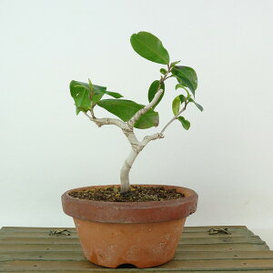 ~  ̏  15cm ΂ Camellia japonica coL coL Ύ Ϗܗp i i 