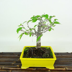 ~ O  16cm ₫ Zelkova serrata PL gt j PL t Ϗܗp i i 