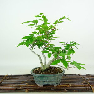 ~ RџO  26cm Ԃ Fagus crenata ui ui t Ϗܗp i 