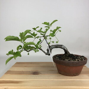 ~ ^|  14cm ܂ Euonymus sieboldianus }~  jVLM tLt Ϗܗp i i 