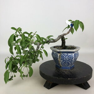 ~ ^|  ㉺ 20cm ܂ Euonymus sieboldianus }~ jVLM tLt Ϗܗp i i 