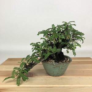 ~ R  ㉺ 16cm 񂵂傤 Osteomeles anthyllidifolia C\UVE o emEE Ύ Ϗܗp i i
