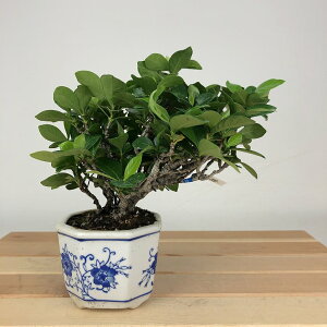 ~ q  13cm Ȃ Gardenia jasminoides N`iV AJl N`iV Ύ Ϗܗp i i