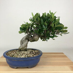 ~ q  20cm Ȃ Gardenia jasminoides N`iV AJl N`iV Ύ Ϗܗp i i