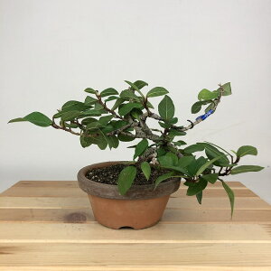 ~ RΞ  14cm  Ficus pumila IIC^r 鐫 N C`WN Ύ Ϗܗp i i 