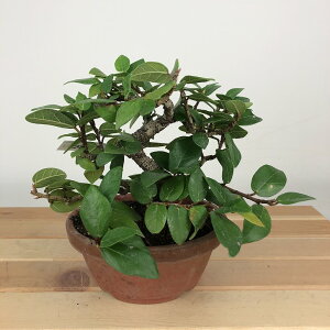 ~ RΞ  11cm  Ficus pumila IIC^r 鐫 N C`WN Ύ Ϗܗp i i 