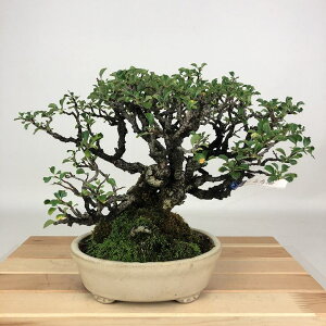 ~ ~ ~  20cm 傤΂ `EWoC o {P t ӏܗp Ϗܗp i i