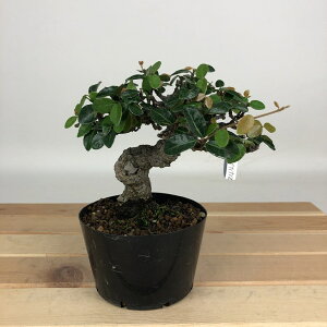 ~ Ɗ  10cm Ă eCJJY 鐫 LE`NgE Ύ gt ӏܗp Ϗܗp i i