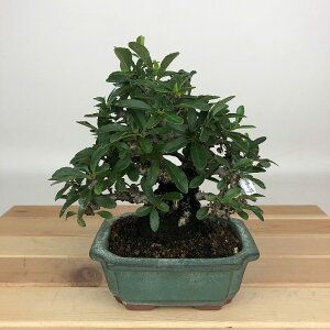 ~ sJT  14cm Pyracantha   o Ύ ӏܗp Ϗܗp i i