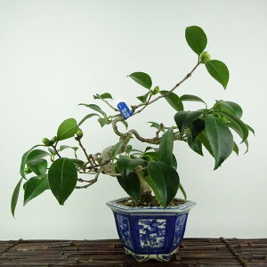 ~   20cm ΂ Camellia japonica coL coL Ύ Ϗܗp i i