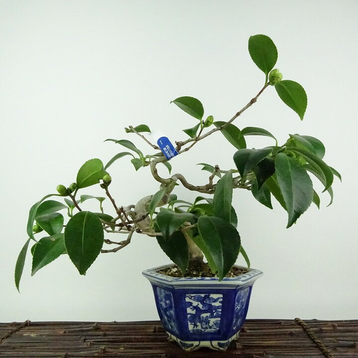 楽天市場】盆栽 椿 樹高 約20cm つばき Camellia japonica ツバキ 