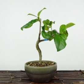 盆栽 椿 樹高 約16cm つばき Camellia japonica ツバキ ツバキ科 常緑樹 観賞用 小品 現品