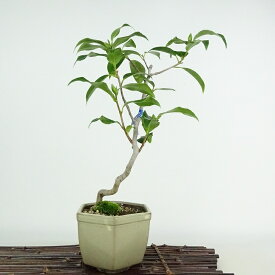盆栽 椿 宮川 樹高 約30cm つばき Camellia japonica ツバキ ツバキ科 常緑樹 観賞用 現品 送料無料