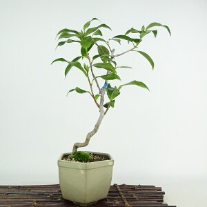~  {  30cm ΂ Camellia japonica coL coL Ύ Ϗܗp i 
