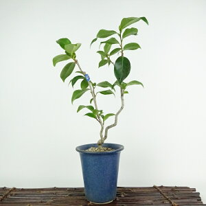 ~  {  30cm ΂ Camellia japonica coL coL Ύ Ϗܗp i 