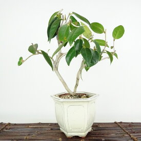 盆栽 椿 太郎冠者 樹高 約27cm つばき Camellia japonica ツバキ ツバキ科 常緑樹 観賞用 現品 送料無料