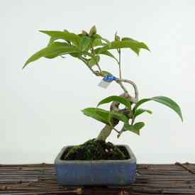 盆栽 椿 白侘助 樹高 約21cm つばき Camellia japonica ツバキ ツバキ科 常緑樹 観賞用 現品 送料無料