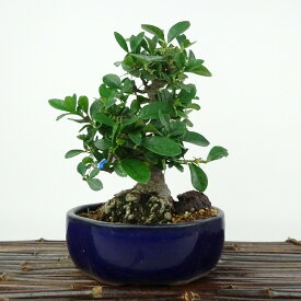 盆栽 梔子 樹高 約16cm くちなし Gardenia jasminoides クチナシ アカネ科 クチナシ属 常緑樹 観賞用 小品 現品