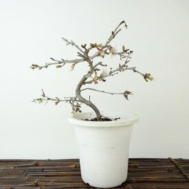 盆栽 桜 信濃桜 樹高 約15cm さくら サクラ バラ科 落葉樹 観賞用 小品 現品 送料無料
