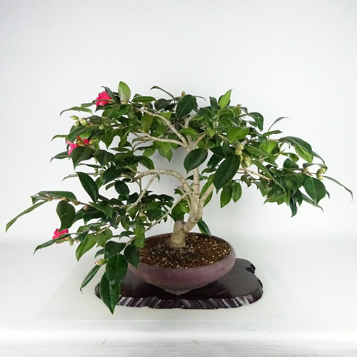 楽天市場】盆栽 椿 藪椿 樹高 上下 約45cm つばき Camellia japonica 