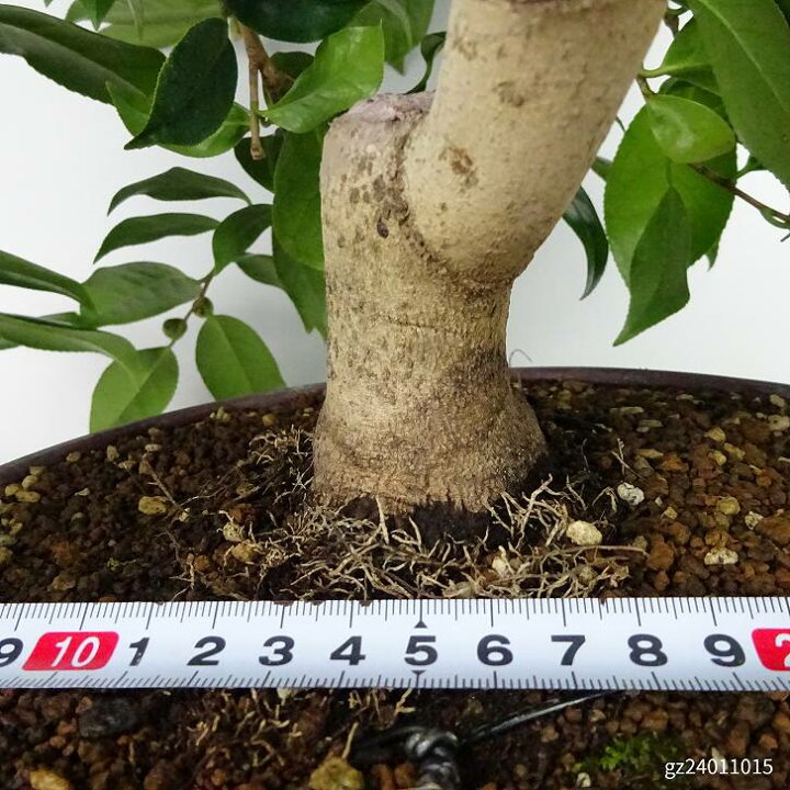 楽天市場】盆栽 椿 藪椿 樹高 上下 約45cm つばき Camellia japonica 
