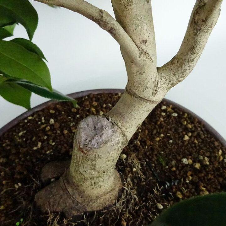 楽天市場】盆栽 椿 藪椿 樹高 上下 約45cm つばき Camellia japonica 