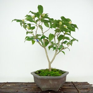 ~   40cm ΂ Camellia japonica coL coL Ύ Ϗܗp i 