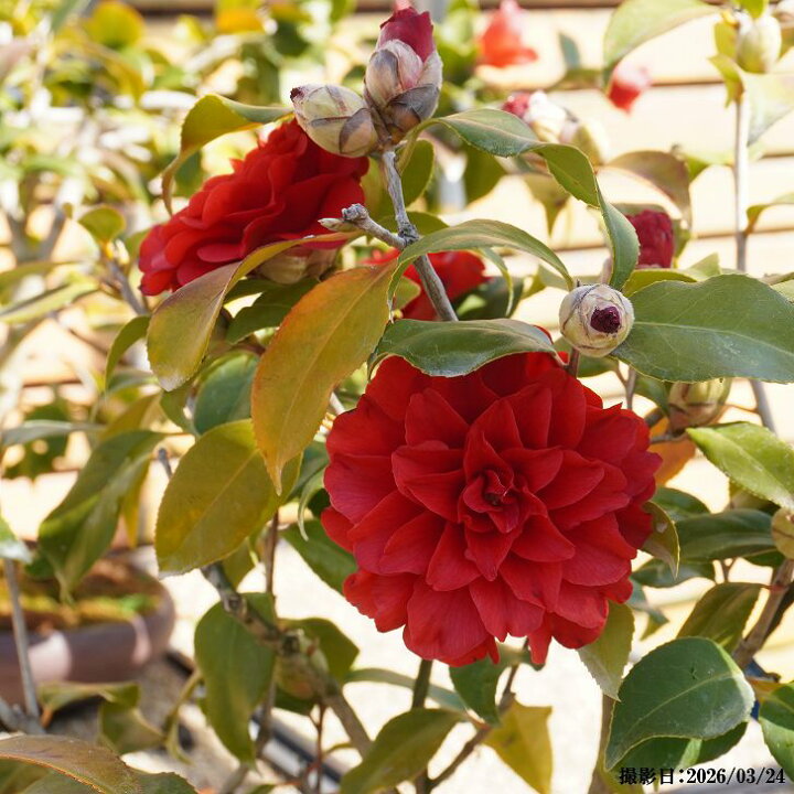 楽天市場】盆栽 椿 樹高 約40cm つばき Camellia japonica ツバキ 赤花 