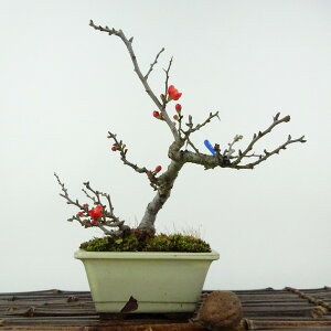 ~ ~ ~  17cm 傤΂ Chaenomeles japonica 'Chojubai' `EWoC o {P t Ϗܗp i i 