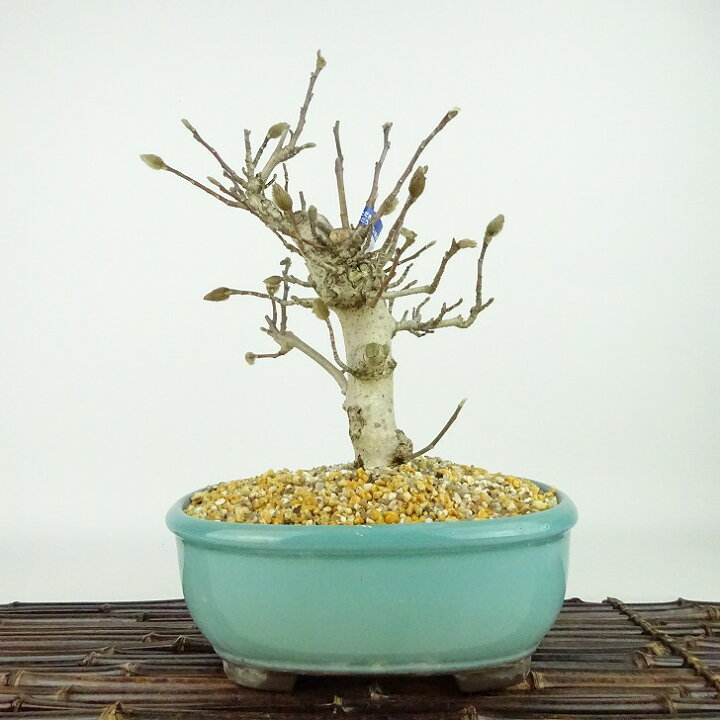 楽天市場】盆栽 姫こぶし 樹高 約23cm ひめこぶし Magnolia tomentosa 