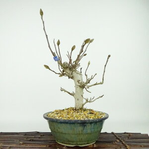 ~ PԂ  28cm Ђ߂Ԃ Magnolia tomentosa qRuV  N N t Ϗܗp i