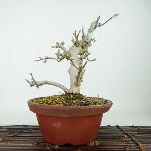 ~ PԂ  23cm Ђ߂Ԃ Magnolia tomentosa qRuV N N t Ϗܗp i