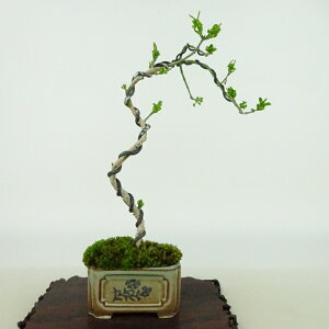 ~ ^|  18cm ܂ Euonymus sieboldianus }~ jVLM tLt Ϗܗp i i