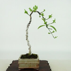 ~ ^|  21cm ܂ Euonymus sieboldianus }~ jVLM tLt Ϗܗp i