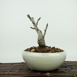 ~ Pь  12cm Ђ߂ Malus prunifolia qS o S t Ϗܗp i i